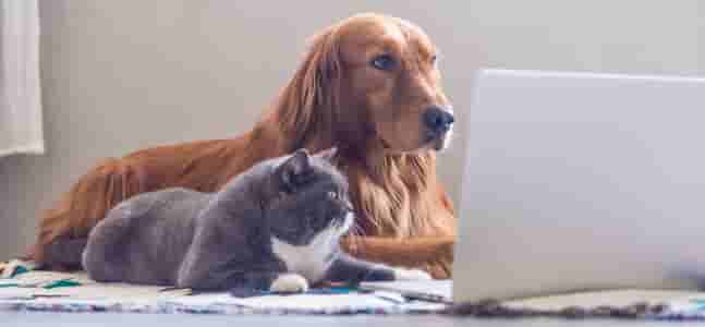 Four legged friends working on the computer