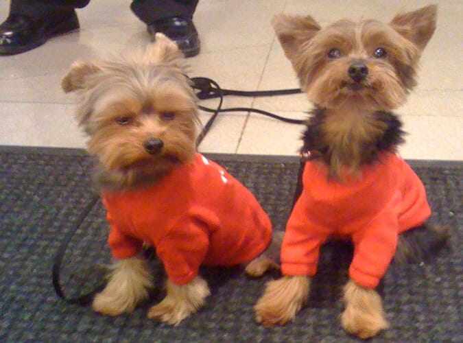 Making friends on the Westminster Dog Show trip