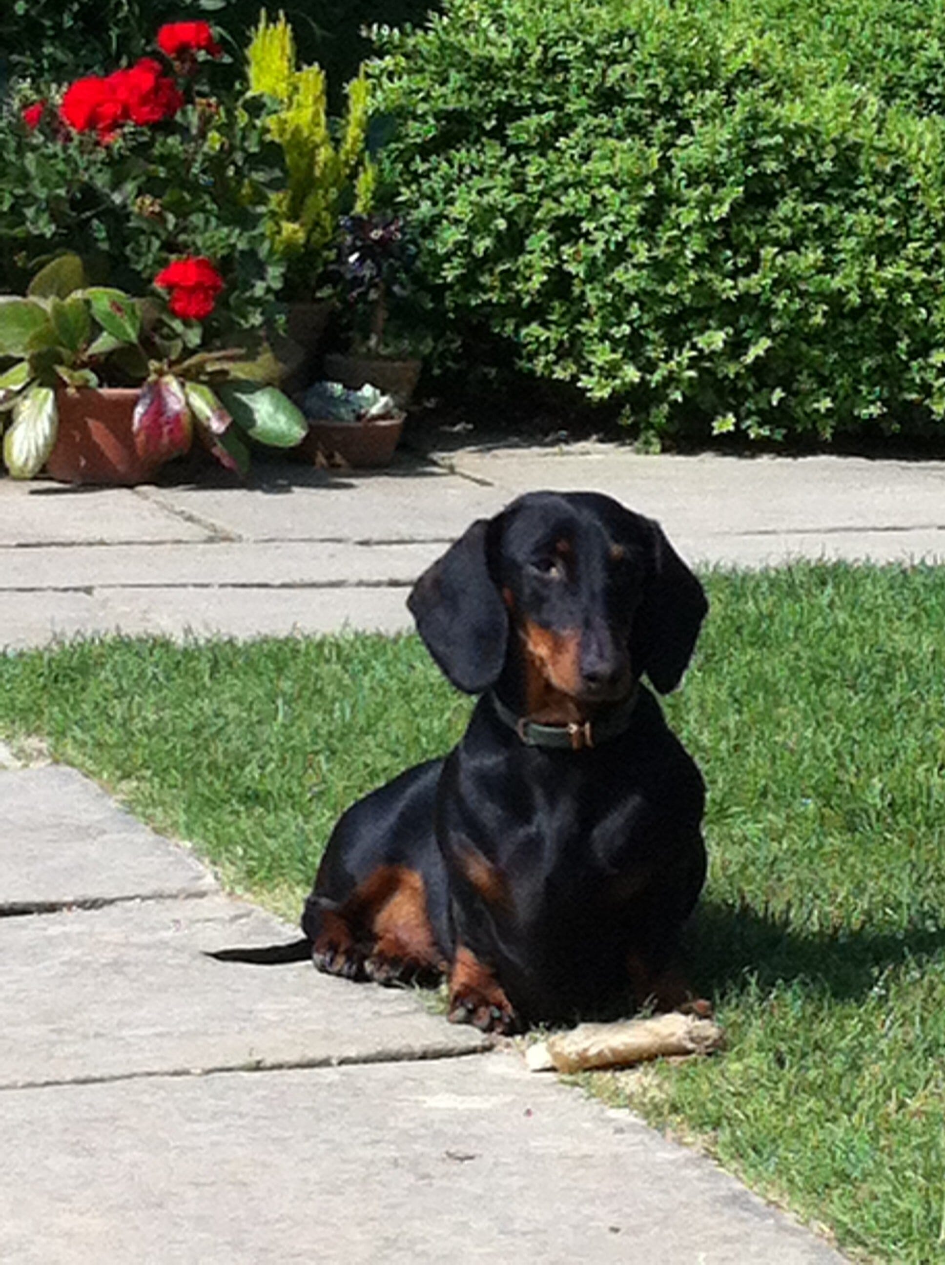 Connie the Dachshund at Great Dixter