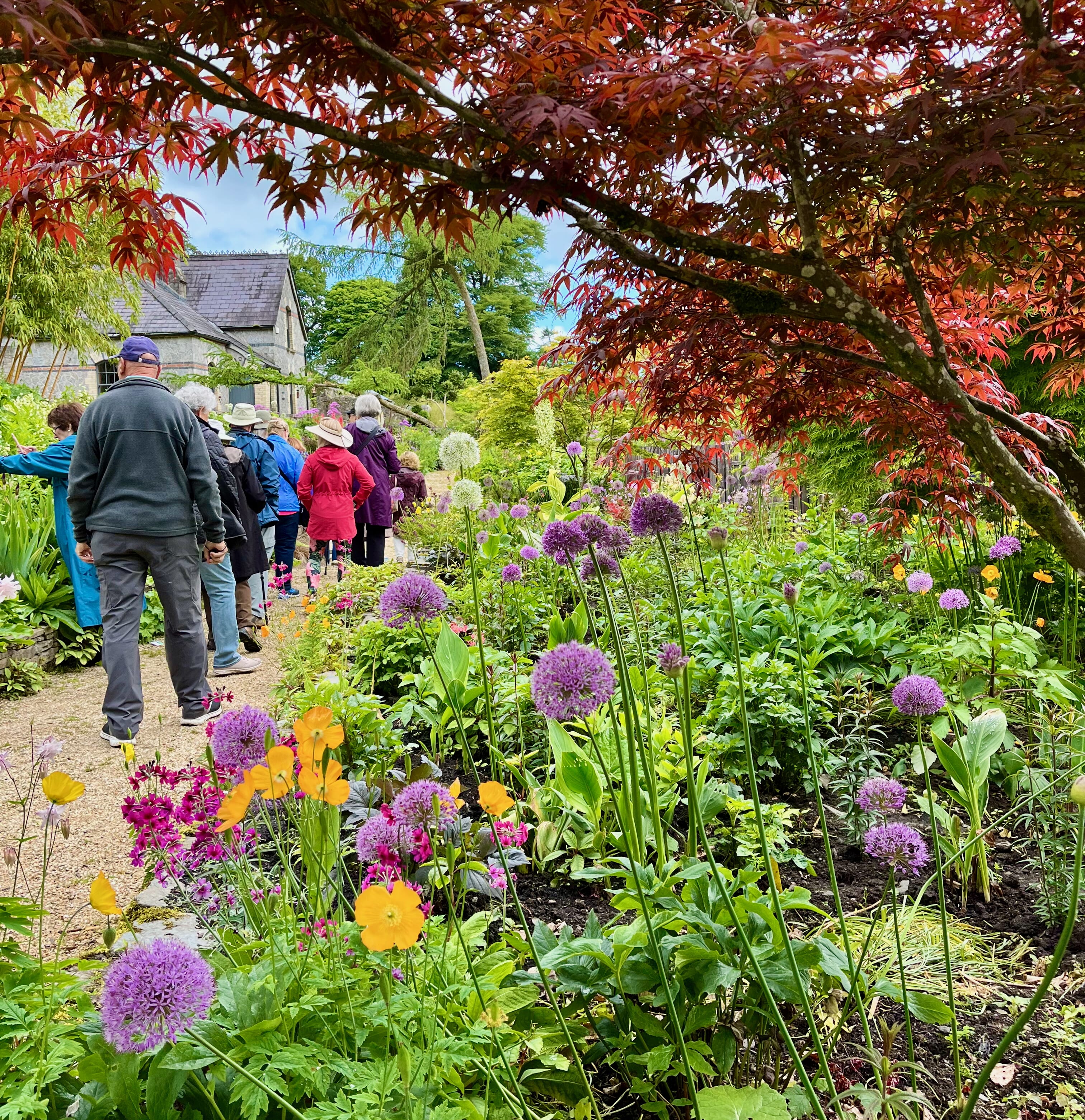 Huron visiting June Blake's garden outside Dublin, Ireland