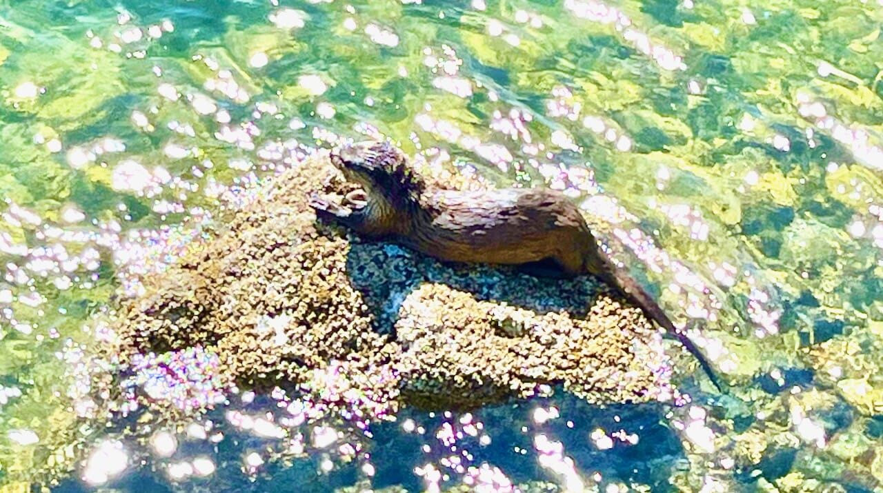 An otter enjoying a crab lunch in Victoria's inner harbour