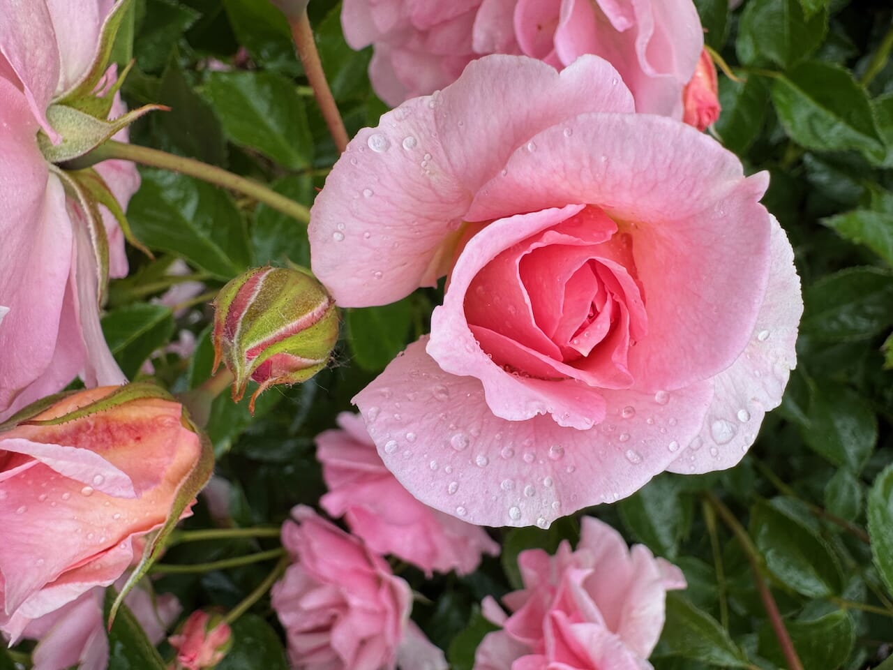 Peter Beals Roses was a revelation