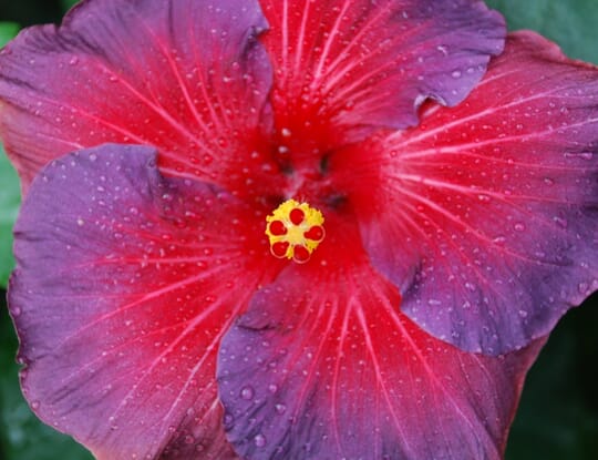 Hibiscus Flower