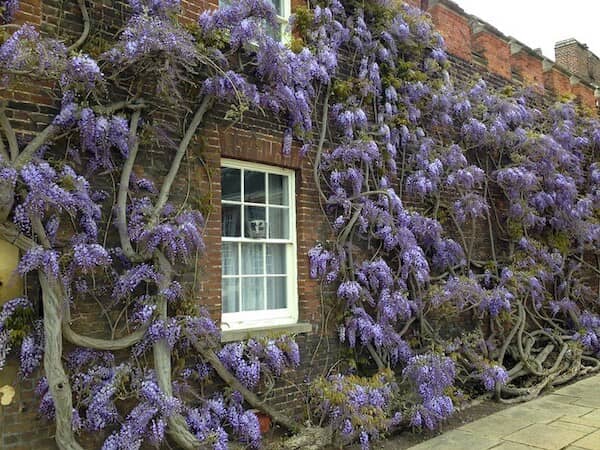 Wisteria in Oxford