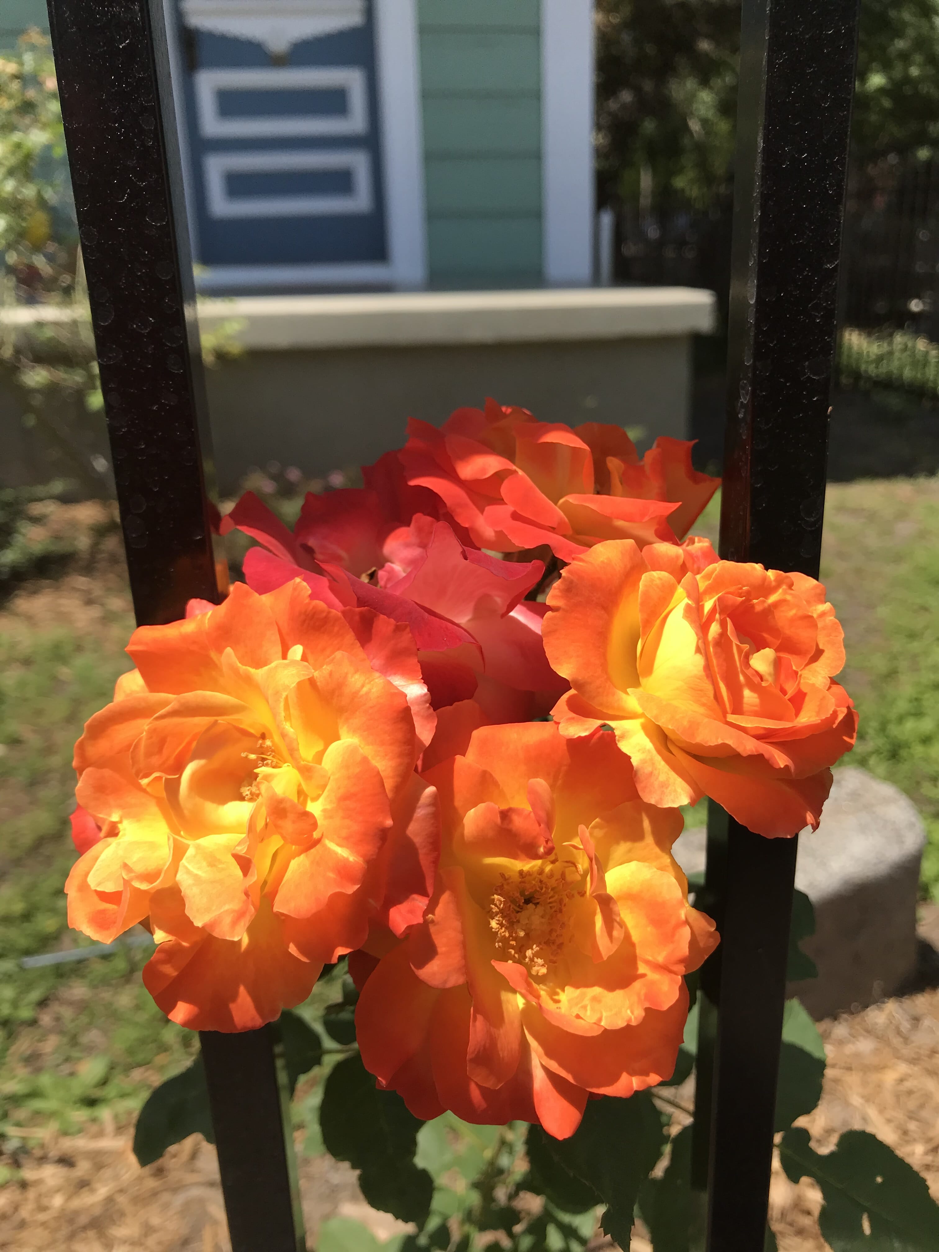 Early summer roses in John and Katie's garden