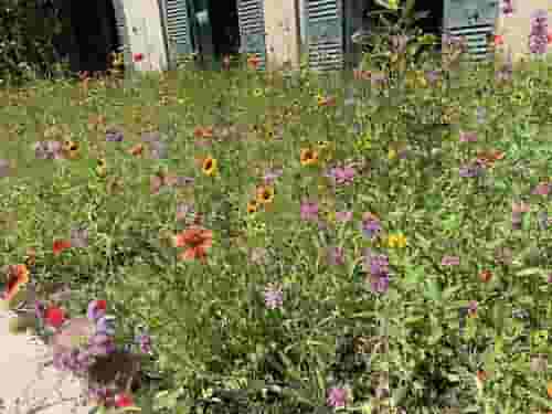 Longue Vue House and Gardens Wildflower Meadow in New Orleans