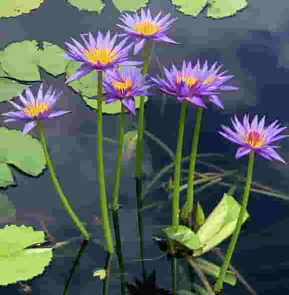 New Orleans Botanical garden water lilies