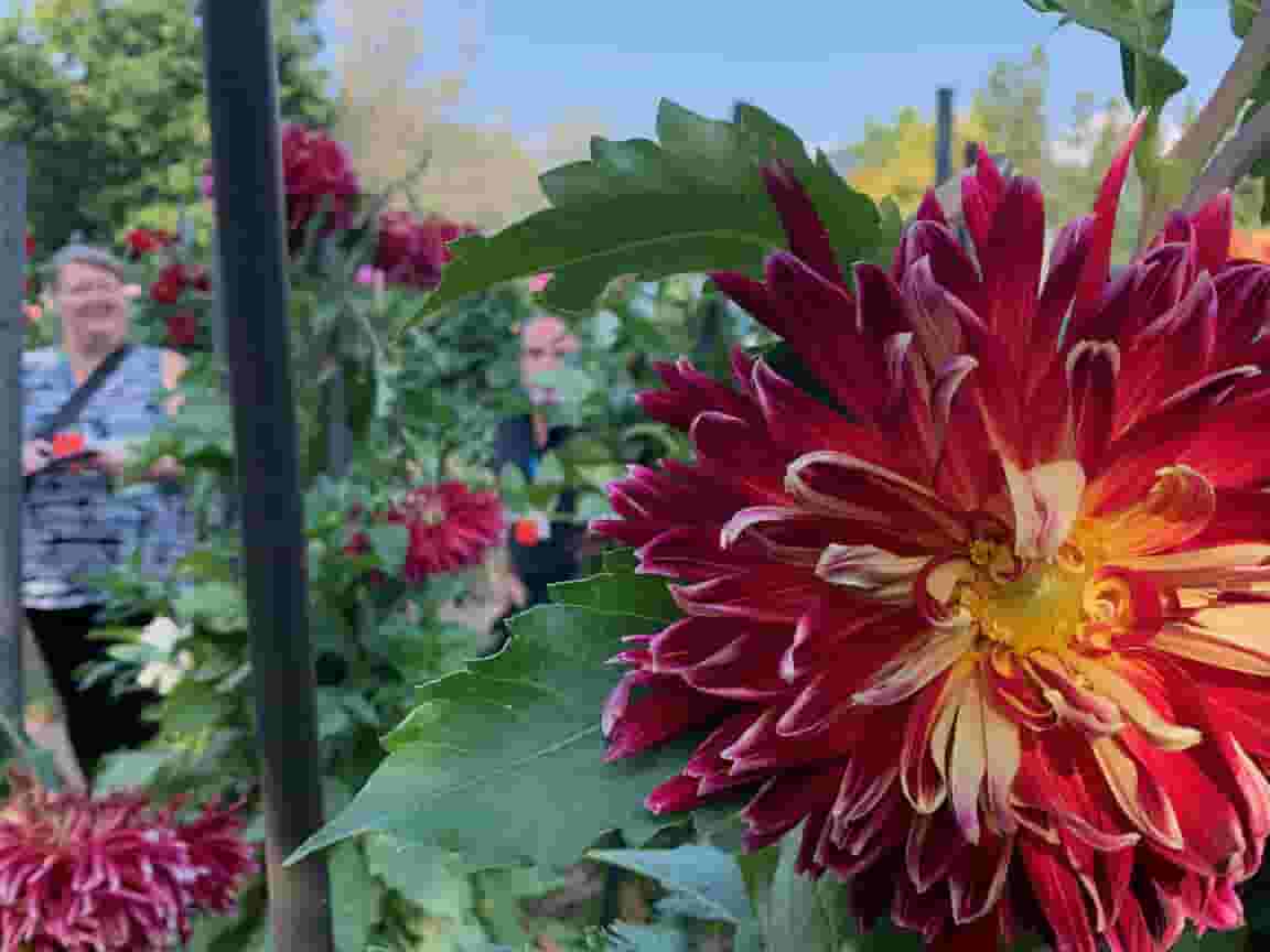 Huron amongst the Dahlias at Villa Taranto on our Italian Lakes tour