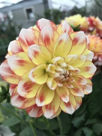 Amazing dahlia flower