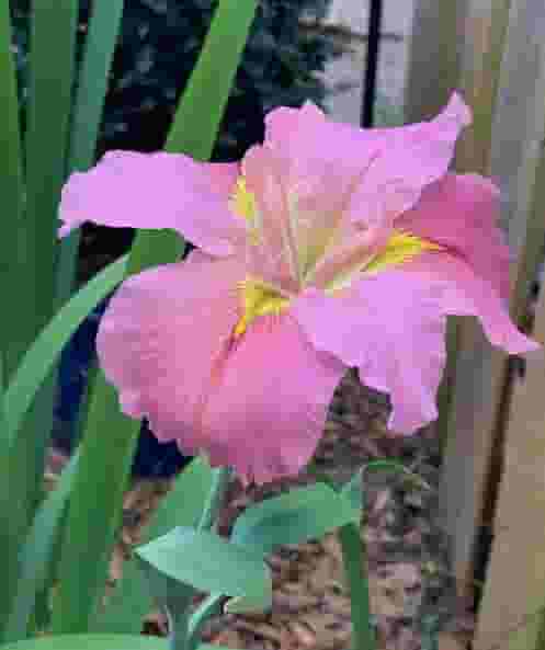 Iris from Katie's garden in New Orleans