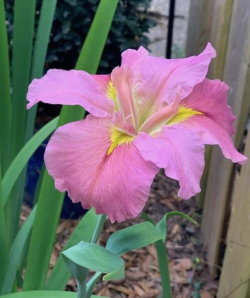 Iris from Katie's garden in New Orleans